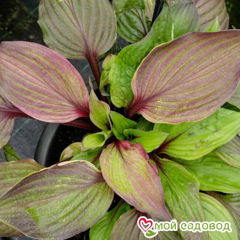 Хоста Фёрст Блаш